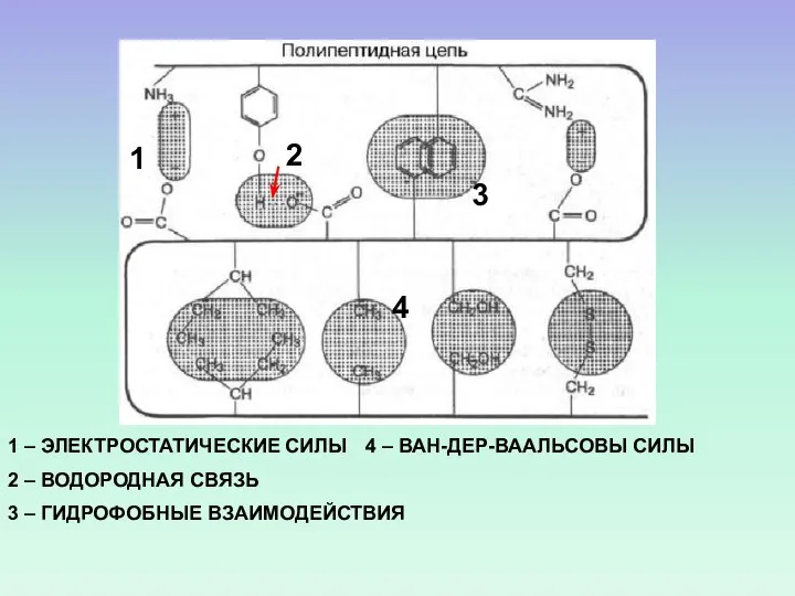 1 2 3 1 – ЭЛЕКТРОСТАТИЧЕСКИЕ СИЛЫ 4 – ВАН-ДЕР-ВААЛЬСОВЫ СИЛЫ