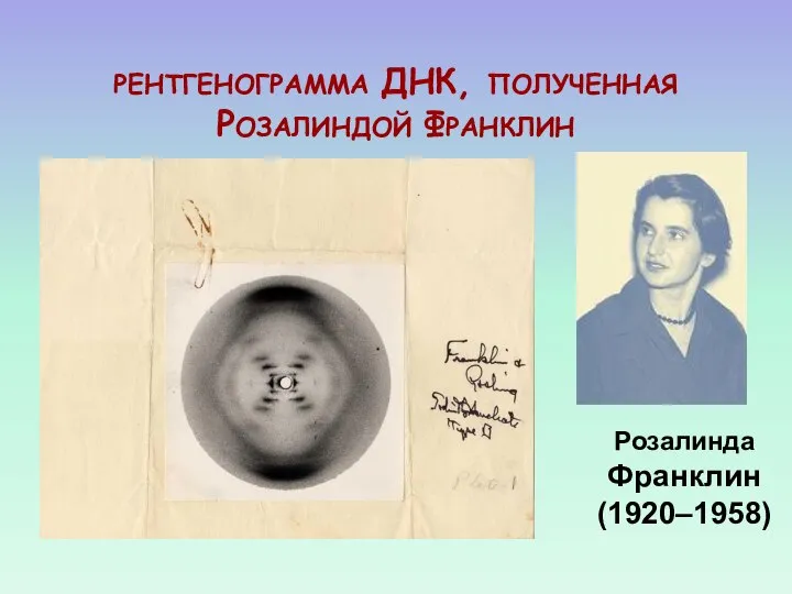 РЕНТГЕНОГРАММА ДНК, ПОЛУЧЕННАЯ РОЗАЛИНДОЙ ФРАНКЛИН Розалинда Франклин (1920–1958)