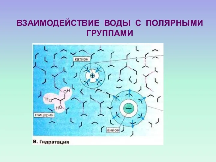 ВЗАИМОДЕЙСТВИЕ ВОДЫ С ПОЛЯРНЫМИ ГРУППАМИ