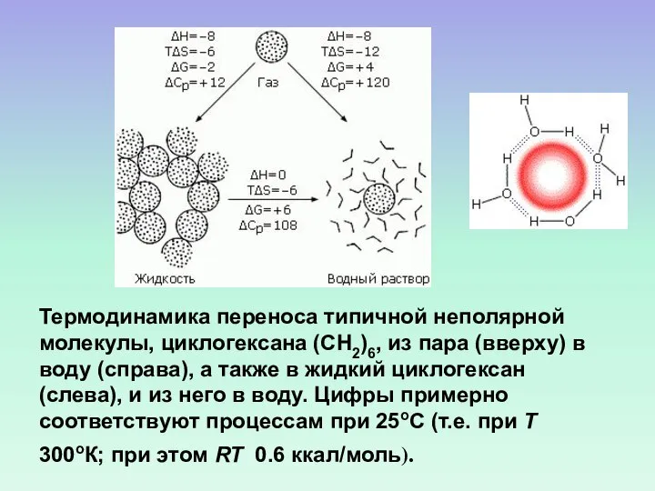 Термодинамика переноса типичной неполярной молекулы, циклогексана (СН2)6, из пара (вверху) в