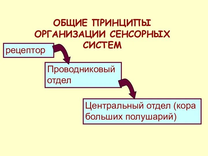 ОБЩИЕ ПРИНЦИПЫ ОРГАНИЗАЦИИ СЕНСОРНЫХ СИСТЕМ рецептор Проводниковый отдел Центральный отдел (кора больших полушарий)