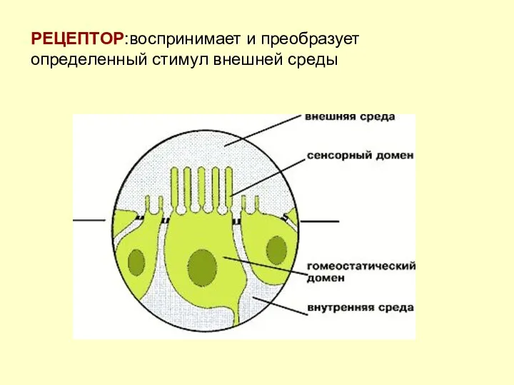 РЕЦЕПТОР:воспринимает и преобразует определенный стимул внешней среды