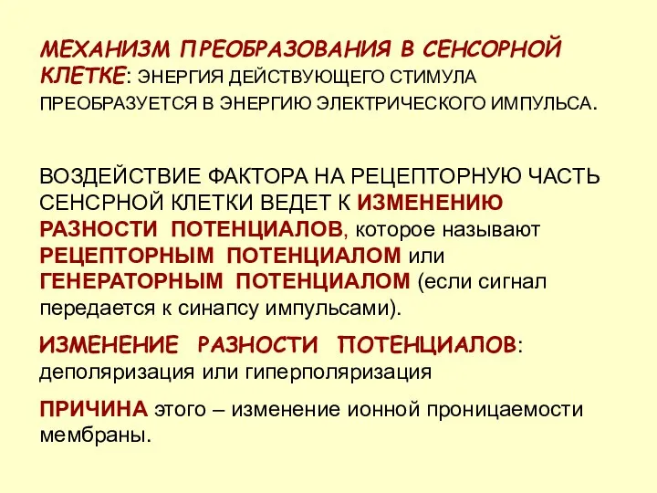 МЕХАНИЗМ ПРЕОБРАЗОВАНИЯ В СЕНСОРНОЙ КЛЕТКЕ: ЭНЕРГИЯ ДЕЙСТВУЮЩЕГО СТИМУЛА ПРЕОБРАЗУЕТСЯ В ЭНЕРГИЮ