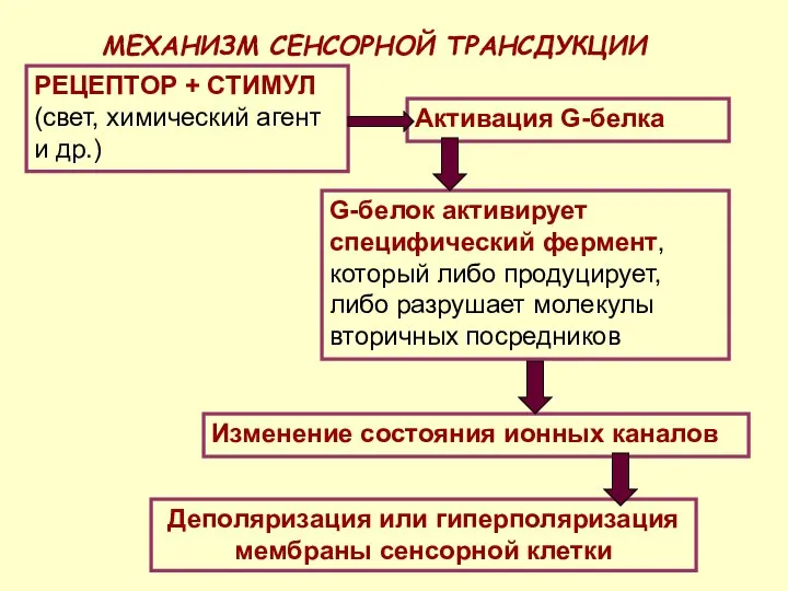 МЕХАНИЗМ СЕНСОРНОЙ ТРАНСДУКЦИИ РЕЦЕПТОР + СТИМУЛ (свет, химический агент и др.)