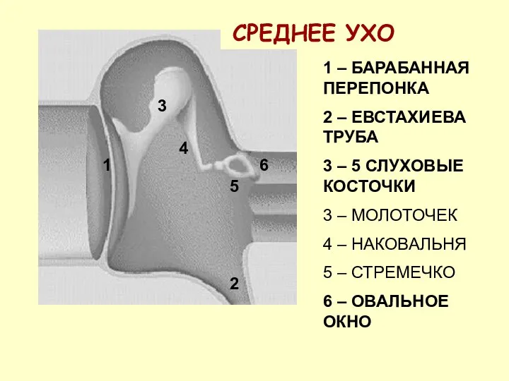 1 – БАРАБАННАЯ ПЕРЕПОНКА 2 – ЕВСТАХИЕВА ТРУБА 3 – 5