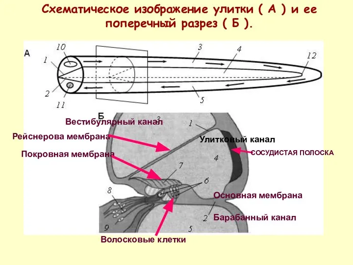 Схематическое изображение улитки ( А ) и ее поперечный разрез (