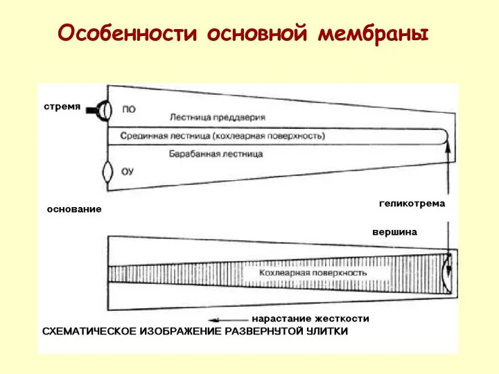 Особенности основной мембраны