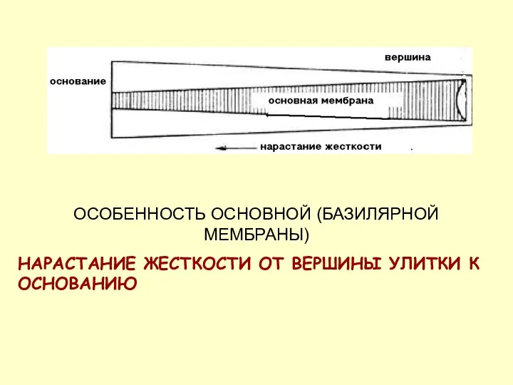 ОСОБЕННОСТЬ ОСНОВНОЙ (БАЗИЛЯРНОЙ МЕМБРАНЫ) НАРАСТАНИЕ ЖЕСТКОСТИ ОТ ВЕРШИНЫ УЛИТКИ К ОСНОВАНИЮ