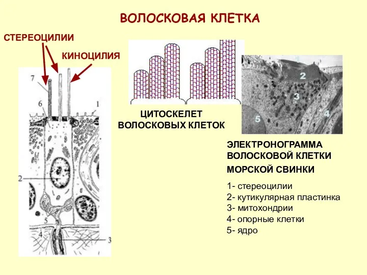 ВОЛОСКОВАЯ КЛЕТКА СТЕРЕОЦИЛИИ ЦИТОСКЕЛЕТ ВОЛОСКОВЫХ КЛЕТОК ЭЛЕКТРОНОГРАММА ВОЛОСКОВОЙ КЛЕТКИ МОРСКОЙ СВИНКИ