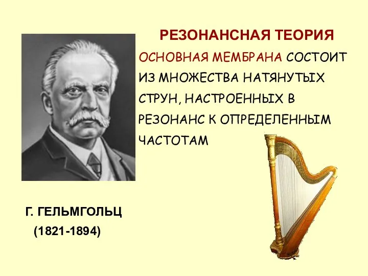 Г. ГЕЛЬМГОЛЬЦ РЕЗОНАНСНАЯ ТЕОРИЯ ОСНОВНАЯ МЕМБРАНА СОСТОИТ ИЗ МНОЖЕСТВА НАТЯНУТЫХ СТРУН,