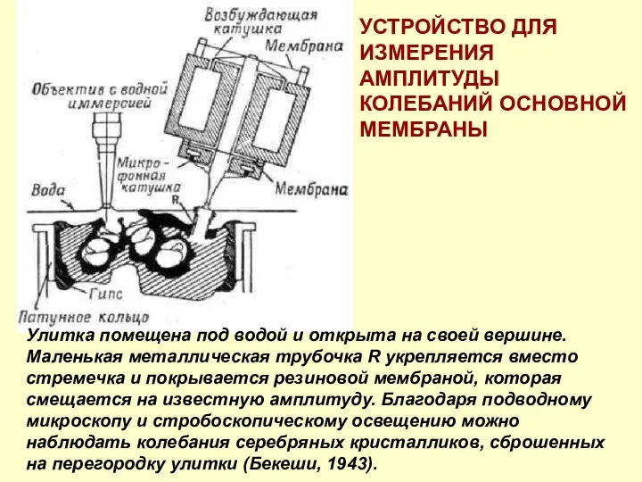 Улитка помещена под водой и открыта на своей вершине. Маленькая металлическая