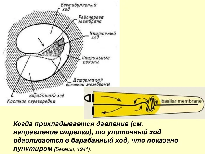 Когда прикладывается давление (см. направление стрелки), то улиточный ход вдавливается в