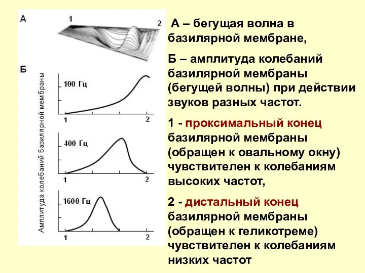 А – бегущая волна в базилярной мембране, Б – амплитуда колебаний