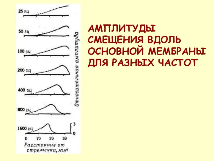 АМПЛИТУДЫ СМЕЩЕНИЯ ВДОЛЬ ОСНОВНОЙ МЕМБРАНЫ ДЛЯ РАЗНЫХ ЧАСТОТ