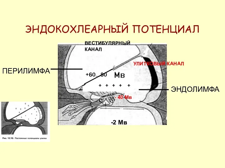 ЭНДОКОХЛЕАРНЫЙ ПОТЕНЦИАЛ ПЕРИЛИМФА ЭНДОЛИМФА + + + ВЕСТИБУЛЯРНЫЙ КАНАЛ УЛИТКОВЫЙ КАНАЛ -2 Мв - 40 Мв