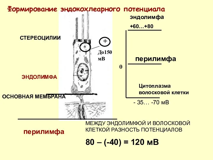 ОСНОВНАЯ МЕМБРАНА ЭНДОЛИМФА СТЕРЕОЦИЛИИ - + До150 мВ эндолимфа +60…+80 перилимфа
