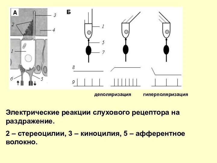 Электрические реакции слухового рецептора на раздражение. 2 – стереоцилии, 3 –