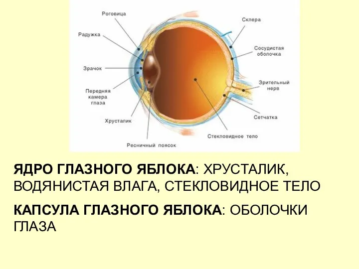 ЯДРО ГЛАЗНОГО ЯБЛОКА: ХРУСТАЛИК, ВОДЯНИСТАЯ ВЛАГА, СТЕКЛОВИДНОЕ ТЕЛО КАПСУЛА ГЛАЗНОГО ЯБЛОКА: ОБОЛОЧКИ ГЛАЗА