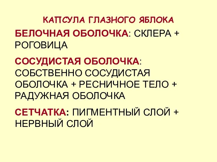 КАПСУЛА ГЛАЗНОГО ЯБЛОКА БЕЛОЧНАЯ ОБОЛОЧКА: СКЛЕРА + РОГОВИЦА СОСУДИСТАЯ ОБОЛОЧКА: СОБСТВЕННО