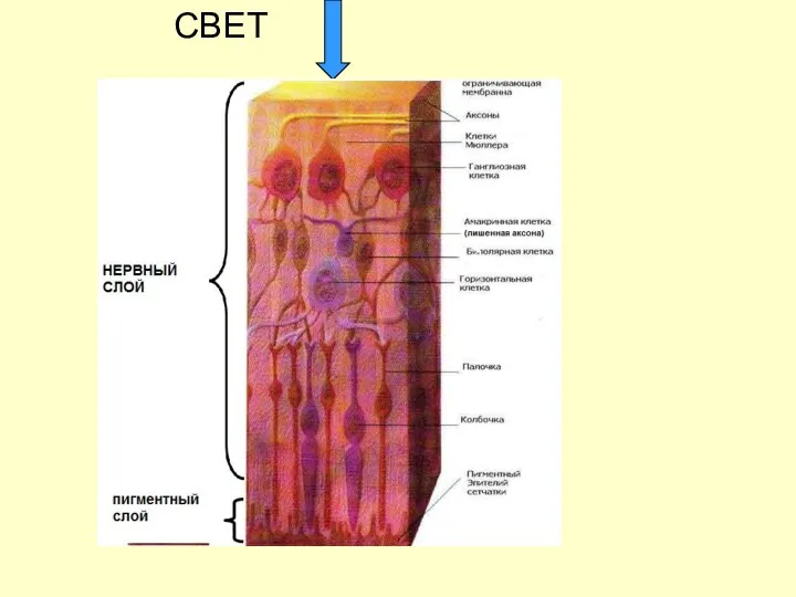 СВЕТ