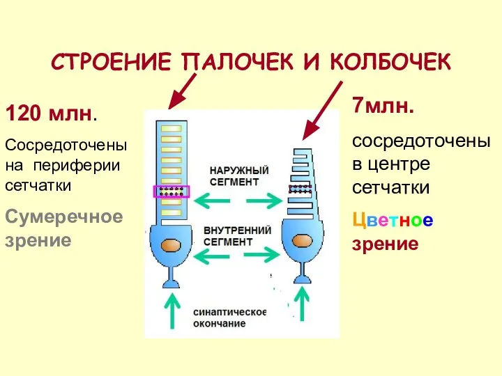 СТРОЕНИЕ ПАЛОЧЕК И КОЛБОЧЕК 7млн. сосредоточены в центре сетчатки Цветное зрение