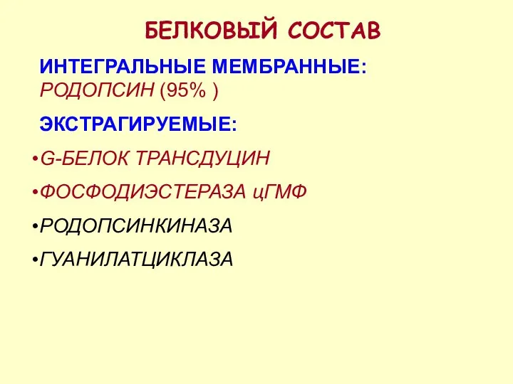 БЕЛКОВЫЙ СОСТАВ ИНТЕГРАЛЬНЫЕ МЕМБРАННЫЕ: РОДОПСИН (95% ) ЭКСТРАГИРУЕМЫЕ: G-БЕЛОК ТРАНСДУЦИН ФОСФОДИЭСТЕРАЗА цГМФ РОДОПСИНКИНАЗА ГУАНИЛАТЦИКЛАЗА