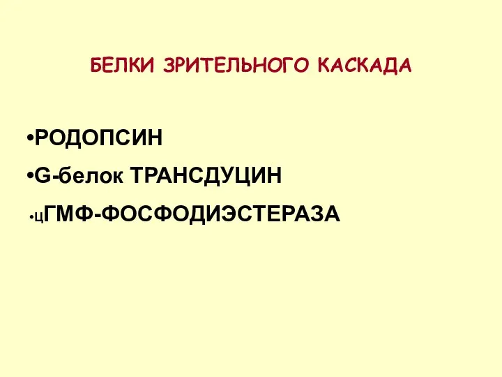 БЕЛКИ ЗРИТЕЛЬНОГО КАСКАДА РОДОПСИН G-белок ТРАНСДУЦИН ЦГМФ-ФОСФОДИЭСТЕРАЗА