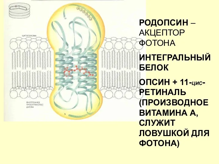 РОДОПСИН – АКЦЕПТОР ФОТОНА ИНТЕГРАЛЬНЫЙ БЕЛОК ОПСИН + 11-ЦИС-РЕТИНАЛЬ (ПРОИЗВОДНОЕ ВИТАМИНА А, СЛУЖИТ ЛОВУШКОЙ ДЛЯ ФОТОНА)