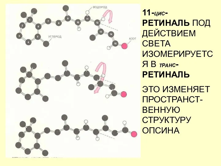 11-ЦИС-РЕТИНАЛЬ ПОД ДЕЙСТВИЕМ СВЕТА ИЗОМЕРИРУЕТСЯ В ТРАНС-РЕТИНАЛЬ ЭТО ИЗМЕНЯЕТ ПРОСТРАНСТ-ВЕННУЮ СТРУКТУРУ ОПСИНА