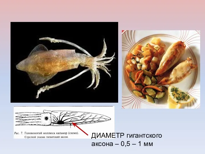 ДИАМЕТР гигантского аксона – 0,5 – 1 мм