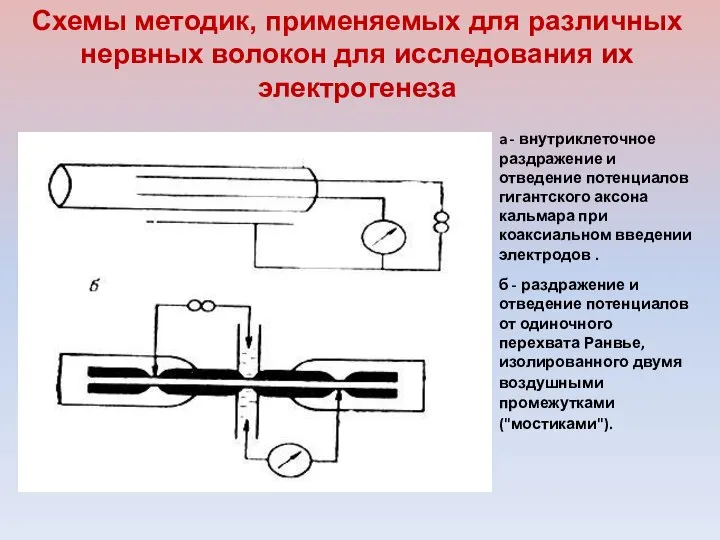 a - внутриклеточное раздражение и отведение потенциалов гигантского аксона кальмара при