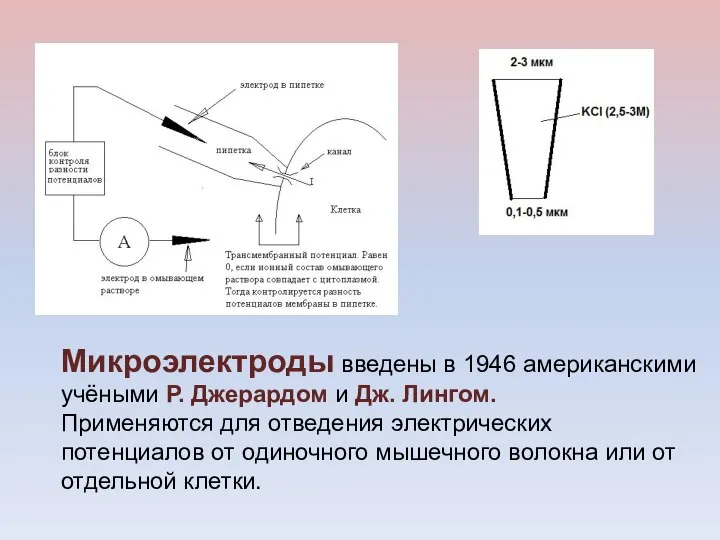 Микроэлектроды введены в 1946 американскими учёными Р. Джерардом и Дж. Лингом.