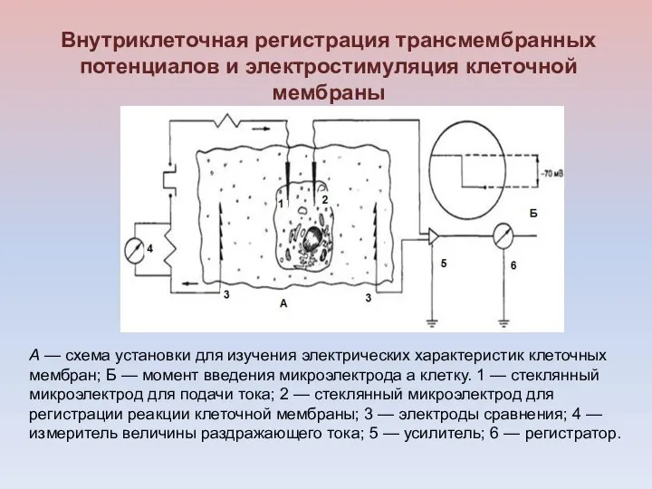 Внутриклеточная регистрация трансмембранных потенциалов и электростимуляция клеточной мембраны А — схема