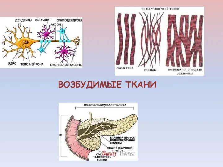 ВОЗБУДИМЫЕ ТКАНИ