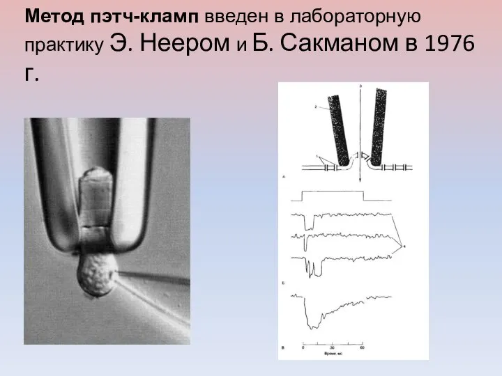 Метод пэтч-кламп введен в лабораторную практику Э. Неером и Б. Сакманом в 1976 г.
