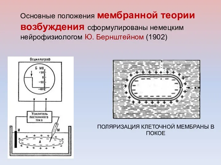 Основные положения мембранной теории возбуждения сформулированы немецким нейрофизиологом Ю. Бернштейном (1902) ПОЛЯРИЗАЦИЯ КЛЕТОЧНОЙ МЕМБРАНЫ В ПОКОЕ