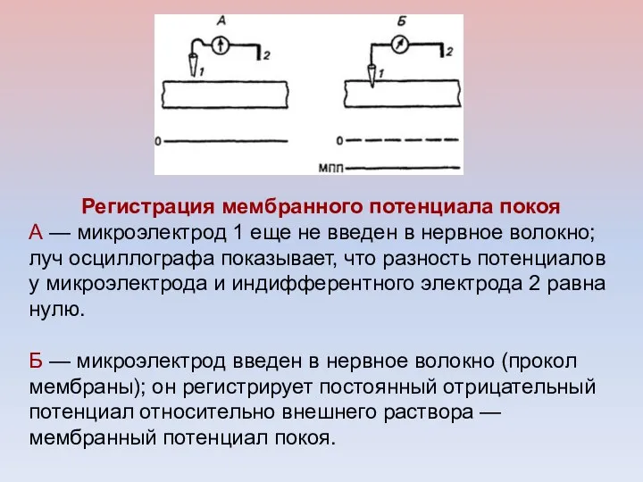 Регистрация мембранного потенциала покоя А — микроэлектрод 1 еще не введен