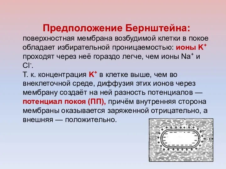 Предположение Бернштейна: поверхностная мембрана возбудимой клетки в покое обладает избирательной проницаемостью: