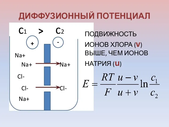 ДИФФУЗИОННЫЙ ПОТЕНЦИАЛ Na+ Na+ Na+ Na+ Cl- Cl- Cl- + -