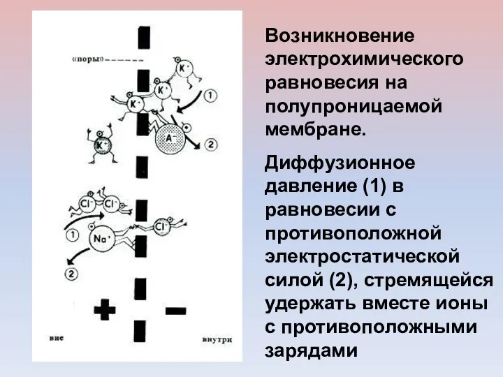 Возникновение электрохимического равновесия на полупроницаемой мембране. Диффузионное давление (1) в равновесии