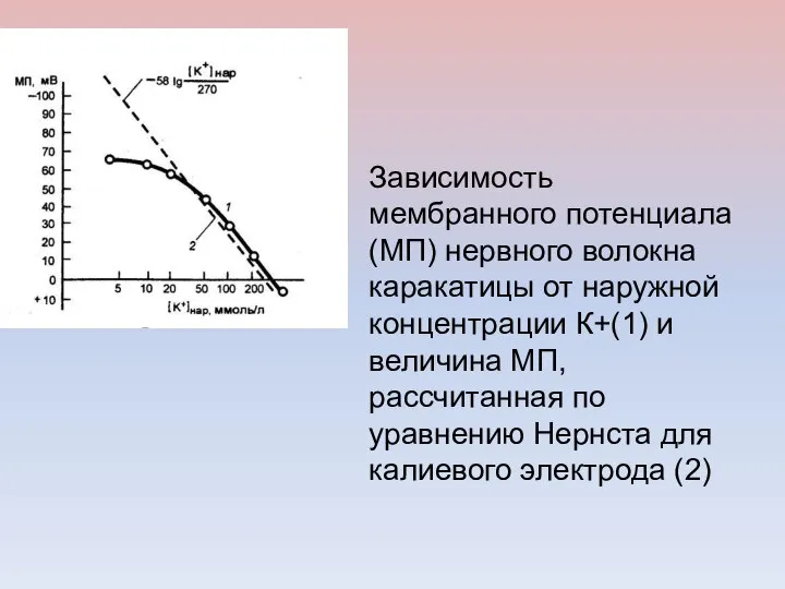 Зависимость мембранного потенциала (МП) нервного волокна каракатицы от наружной концентрации К+(1)
