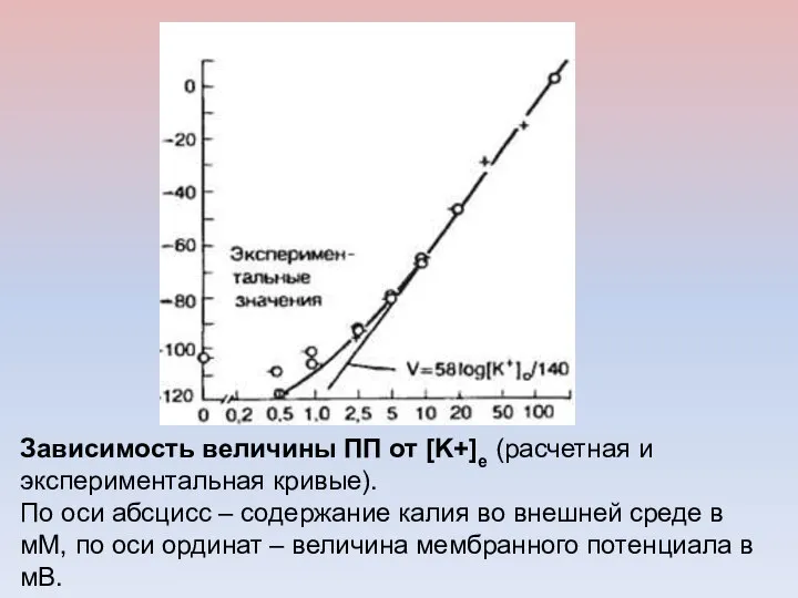 Зависимость величины ПП от [K+]е (расчетная и экспериментальная кривые). По оси