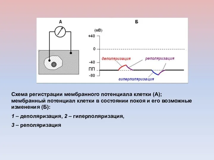 Схема регистрации мембранного потенциала клетки (А); мембранный потенциал клетки в состоянии