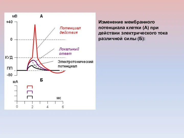 Изменение мембранного потенциала клетки (А) при действии электрического тока различной силы (Б):