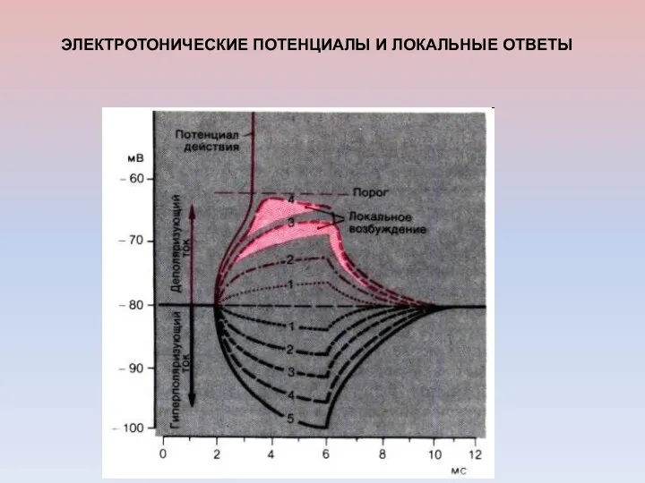 ЭЛЕКТРОТОНИЧЕСКИЕ ПОТЕНЦИАЛЫ И ЛОКАЛЬНЫЕ ОТВЕТЫ