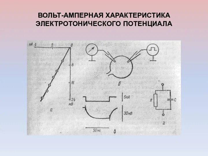 ВОЛЬТ-АМПЕРНАЯ ХАРАКТЕРИСТИКА ЭЛЕКТРОТОНИЧЕСКОГО ПОТЕНЦИАЛА