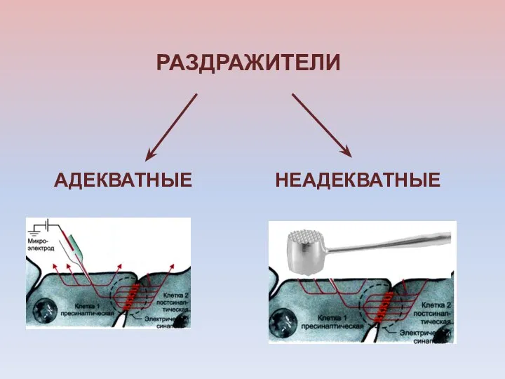 РАЗДРАЖИТЕЛИ НЕАДЕКВАТНЫЕ АДЕКВАТНЫЕ