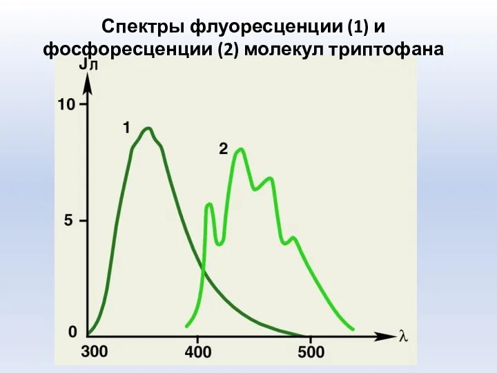 Спектры флуоресценции (1) и фосфоресценции (2) молекул триптофана