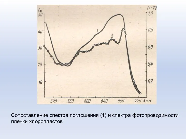 Сопоставление спектра поглощения (1) и спектра фотопроводимости пленки хлоропластов