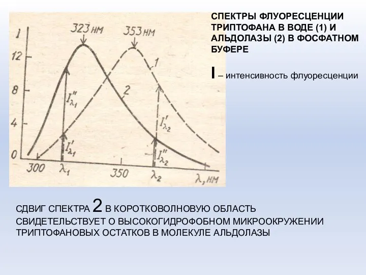 СПЕКТРЫ ФЛУОРЕСЦЕНЦИИ ТРИПТОФАНА В ВОДЕ (1) И АЛЬДОЛАЗЫ (2) В ФОСФАТНОМ